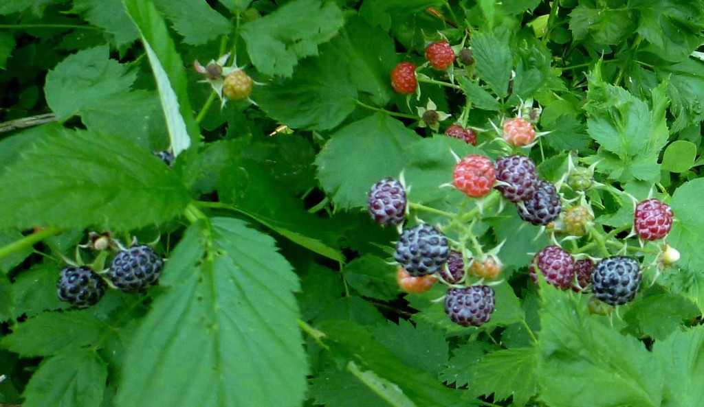 blackraspberries