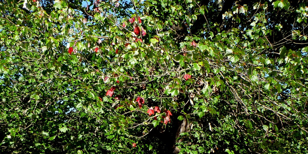 P1160695